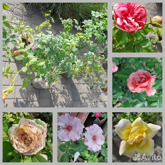 Роза плетистая