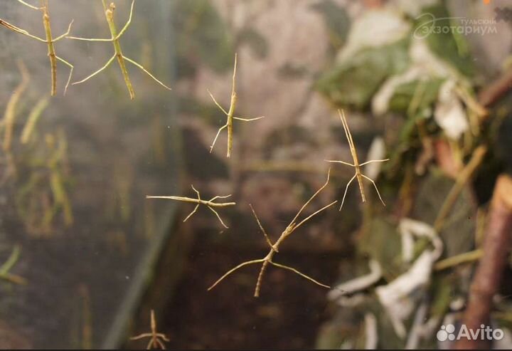 Анамские палочники