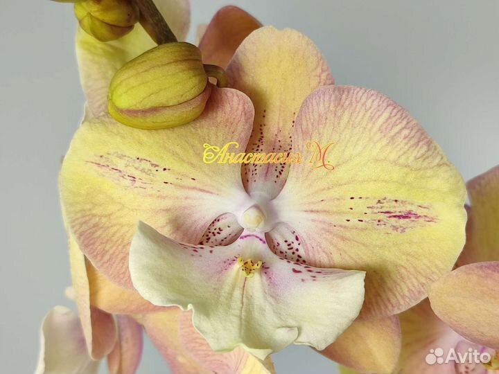Фаленопсис биг лип единорог