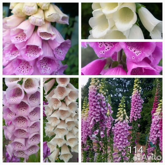 Многолетники. Часть1