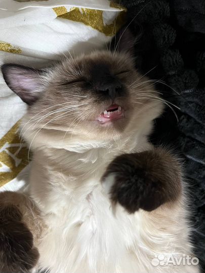 Отдаю кота