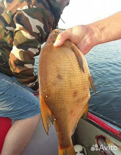 Организация рыбалки