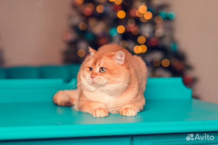 Золотая шиншилла ny12 Вязка