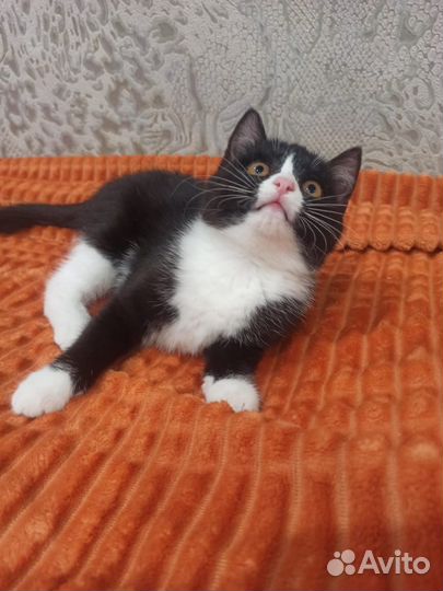Котёнок 2.5 месяца