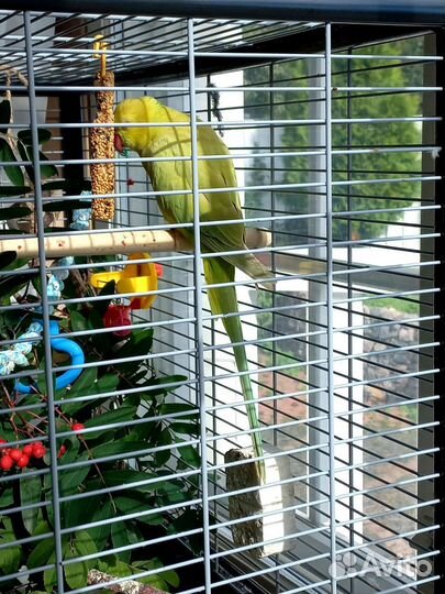 Ожереловый попугай самец