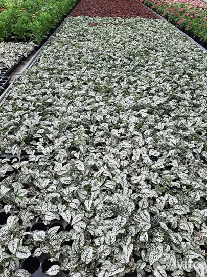 Продажа цветов и овощей