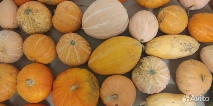 Тыква с огорода