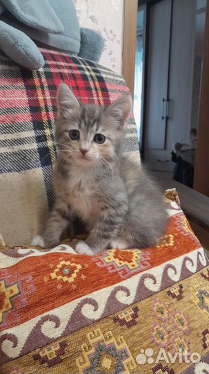 Котенок, кошечка