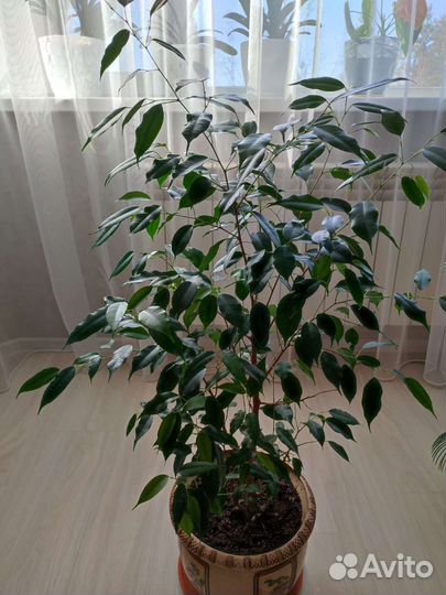 Фикус бенджамина