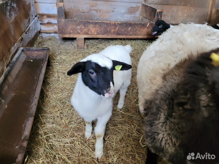 Овцы бараны дорпер