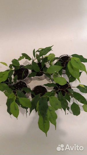 Фикус и замиокулькас