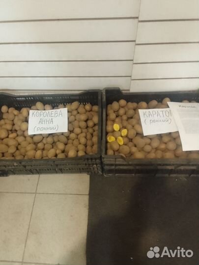 Семянной картофель