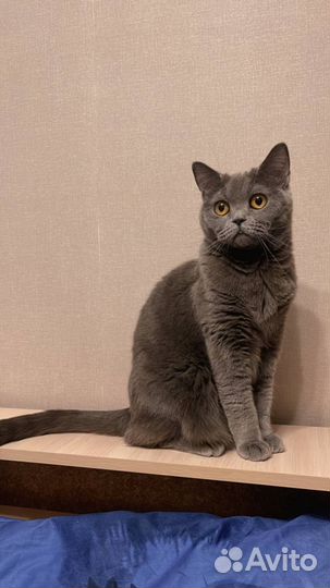 Кошки