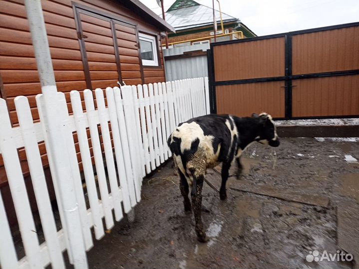 Бычки и телята