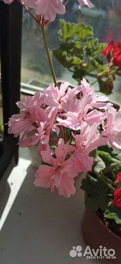 Пеларгонии сортовые