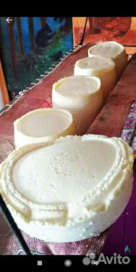 Козье молоко, козьи сыры