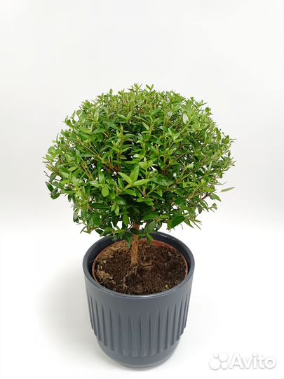 Мирт на штамбе