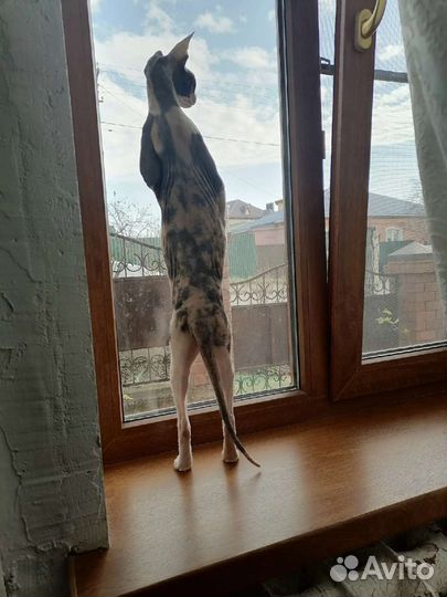 Кошка Сфинкс Флок