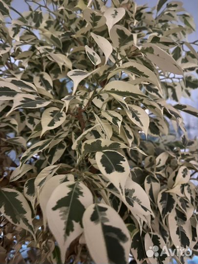 Фикус бенджамина