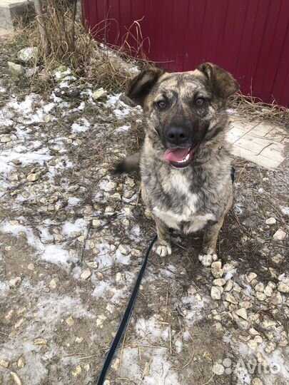 Отдам собаку с красивым окрасом