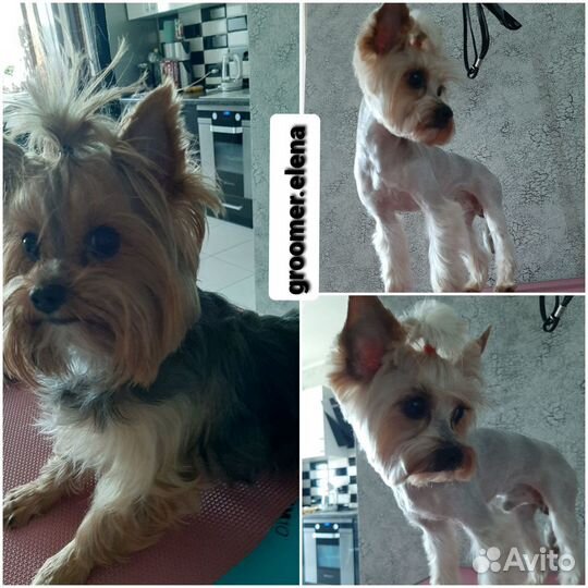 Стрижка собак и кошек