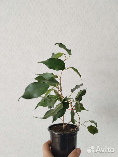 Фикус Бенджамина