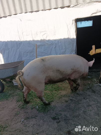 Свиньи на мясо