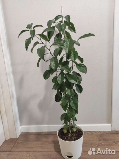 Мандариновое дерево