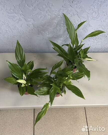 Спатифиллум Перл Купидо