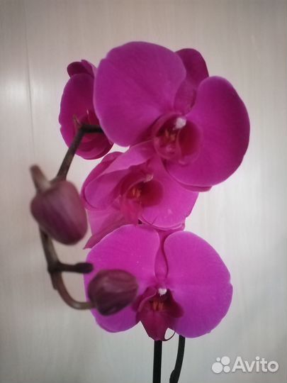 Орхидеи фаленопсис