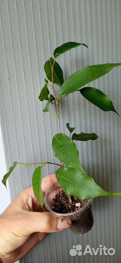 Хлорофитум кудрявый Бонни