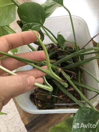 Монстера alba