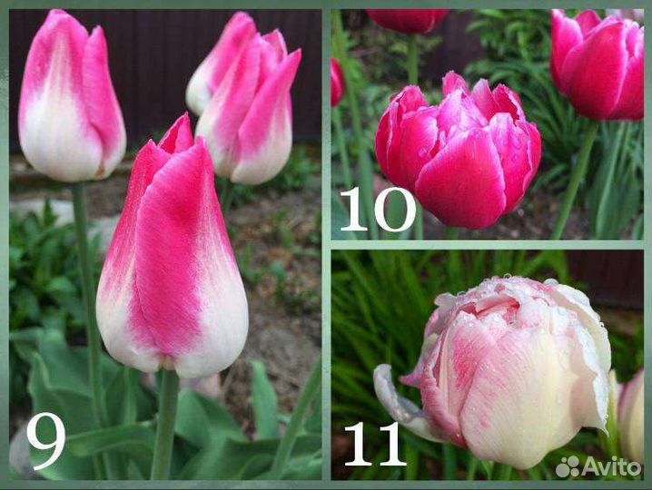 Луковичные, тюльпаны, нарциссы, птицемлечник