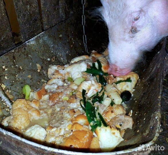 Корм для собак и кошек и нетолько