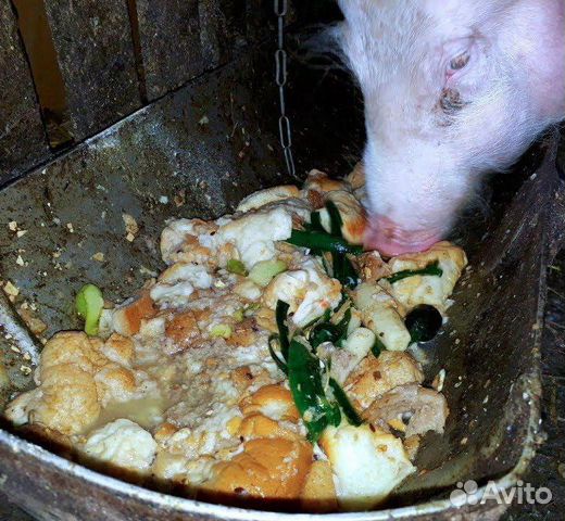 Корм для собак и кошек и нетолько