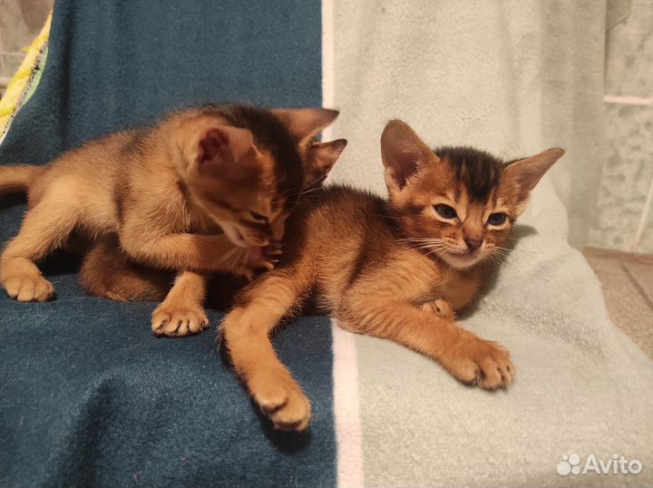 Абиссинские котята