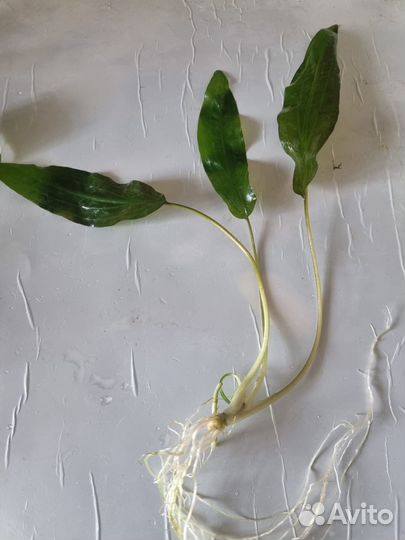 Аквариумные растения прополка