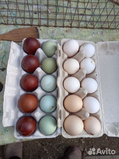 Породистые петушки, курочки,инкуб. яйцо