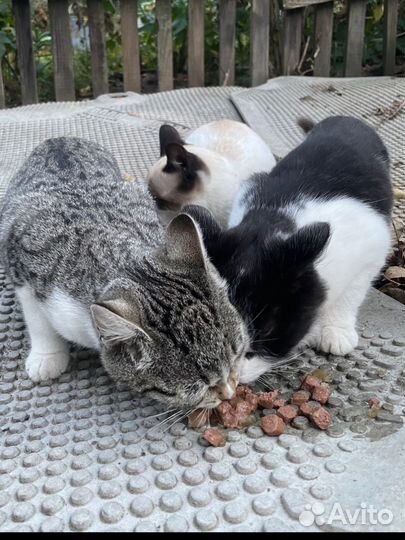 Котята в добрые руки