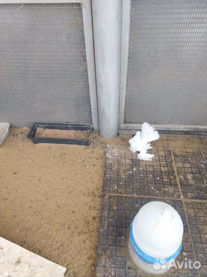 Голуби. Статные