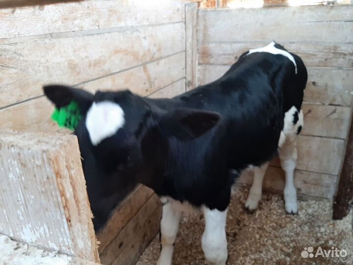 Телята, бычки, телки мясо-молочного направления