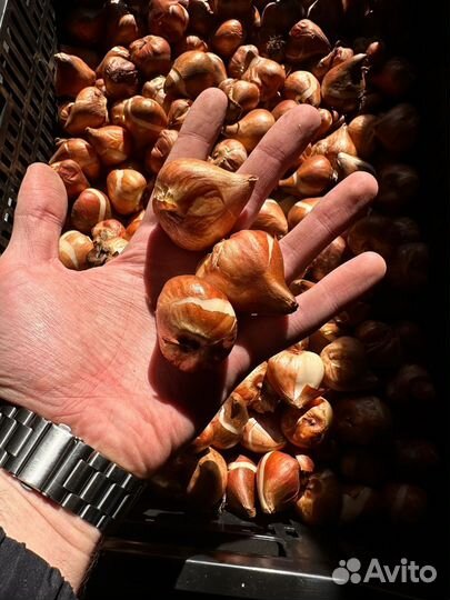 Луковицы тюльпана в розницу. Голландские