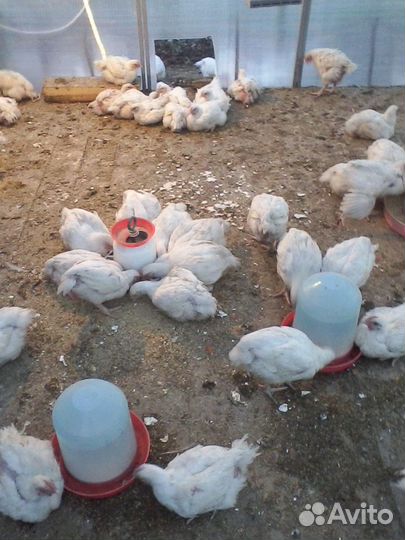 Бмвд для цыплят бройлеров от 4-х недель