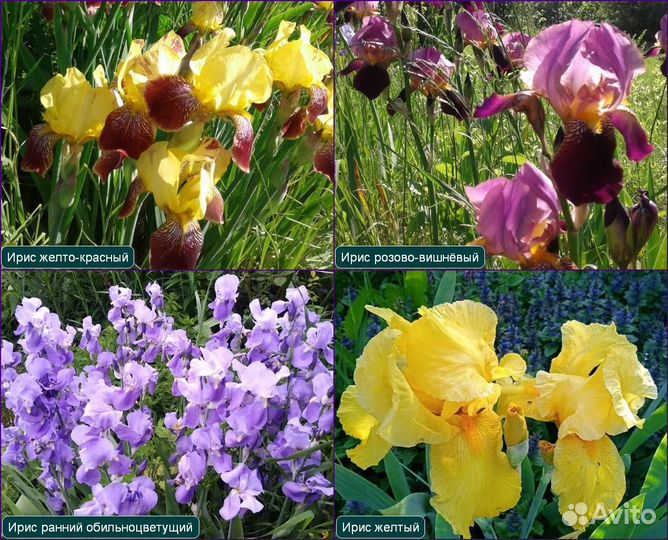 Ирисы