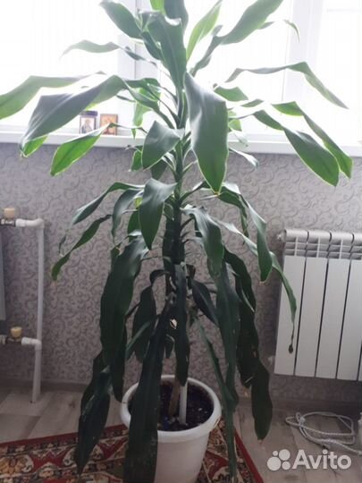 Драцена фрагранс Голден Кост