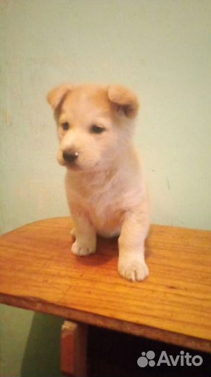 Продам щенков хаски