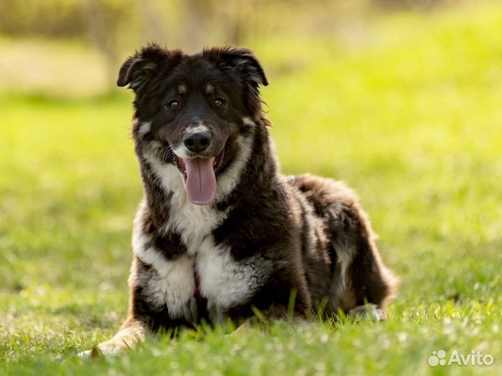 Собака в добрые руки