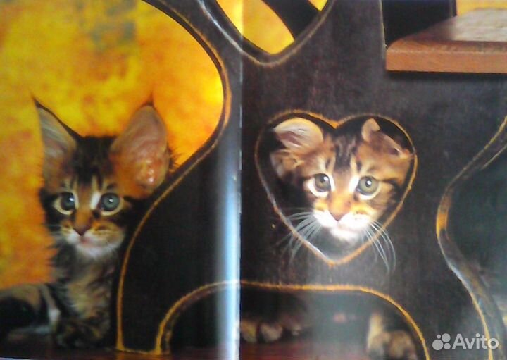 Маркус Шнек 