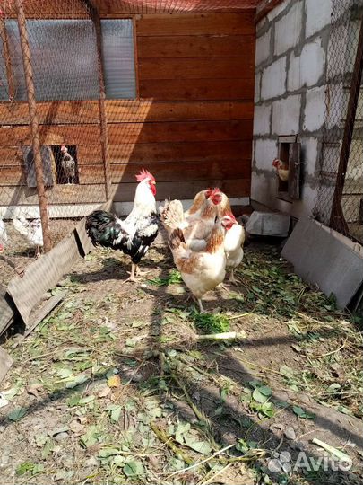 Распродаём хозяйство, куры разных пород