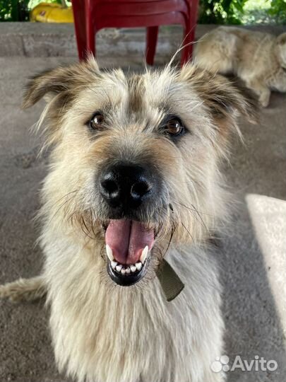 Собака в добрые руки